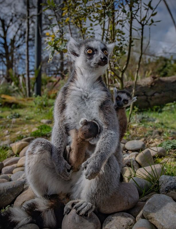 Future of Chester Zoo 'at risk of extinction' after being told to shut 'indefinitely'