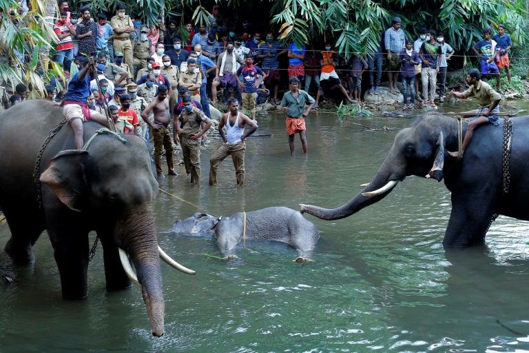 India vows probe after elephant killed with explosives
