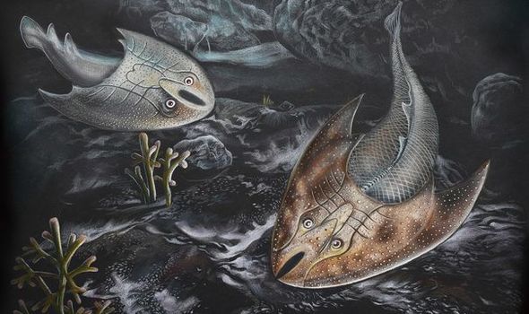 Prehistoric Stingray from 500 million years ago discovered in huge scientific breakthrough