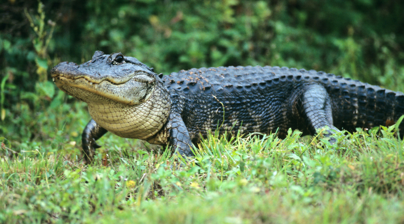 Teenager mauled by 10 foot gator in front of MOM