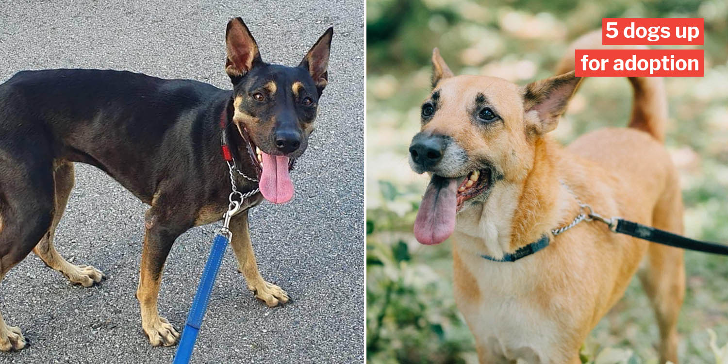 Adopt a dog online via “live” Facebook adoption drive on 7 june, 3 of them are suitable for HDB flats