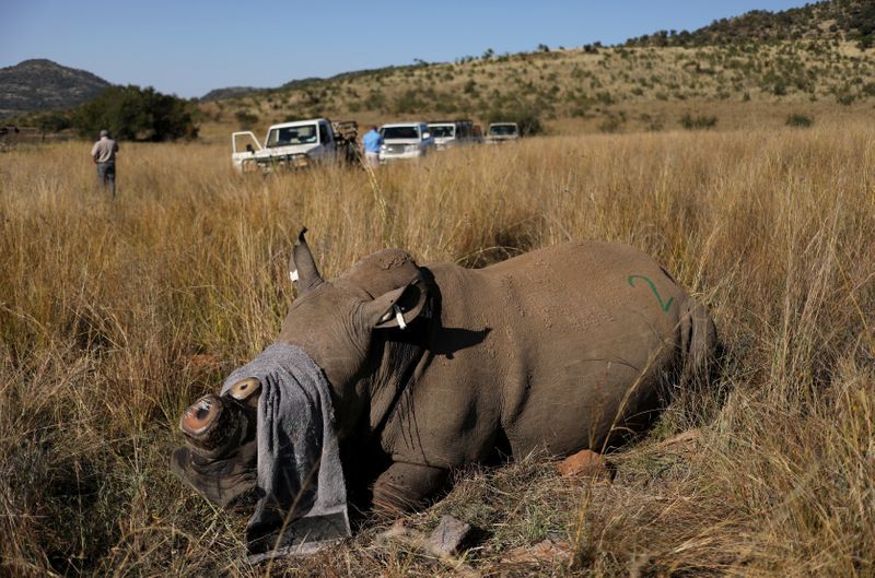 South Africa dehorns dozens of rhinos to prevent lockdown poaching surge