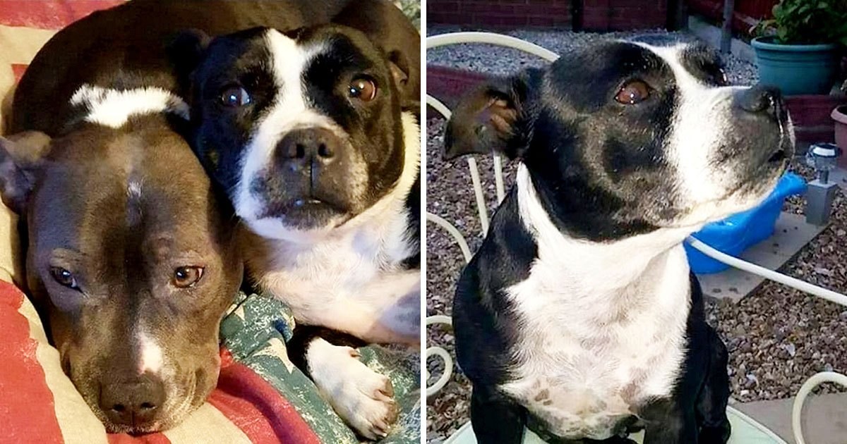 Dog stolen and beheaded before being dumped on owner’s doorstep