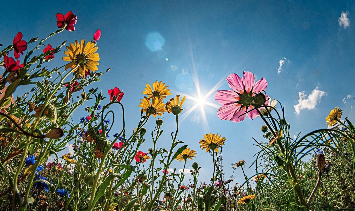 Sowing weeds to feed hungry insects