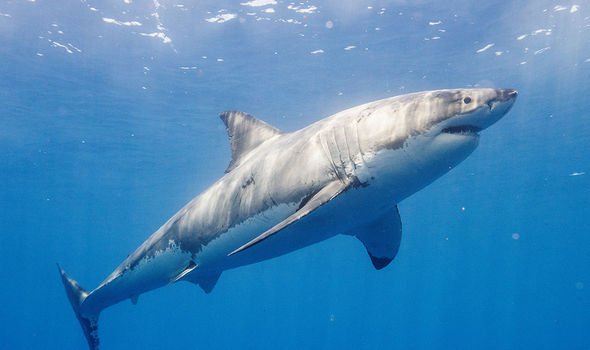 Shark horror: Bombshell discovery that may solve great white extinction riddle exposed