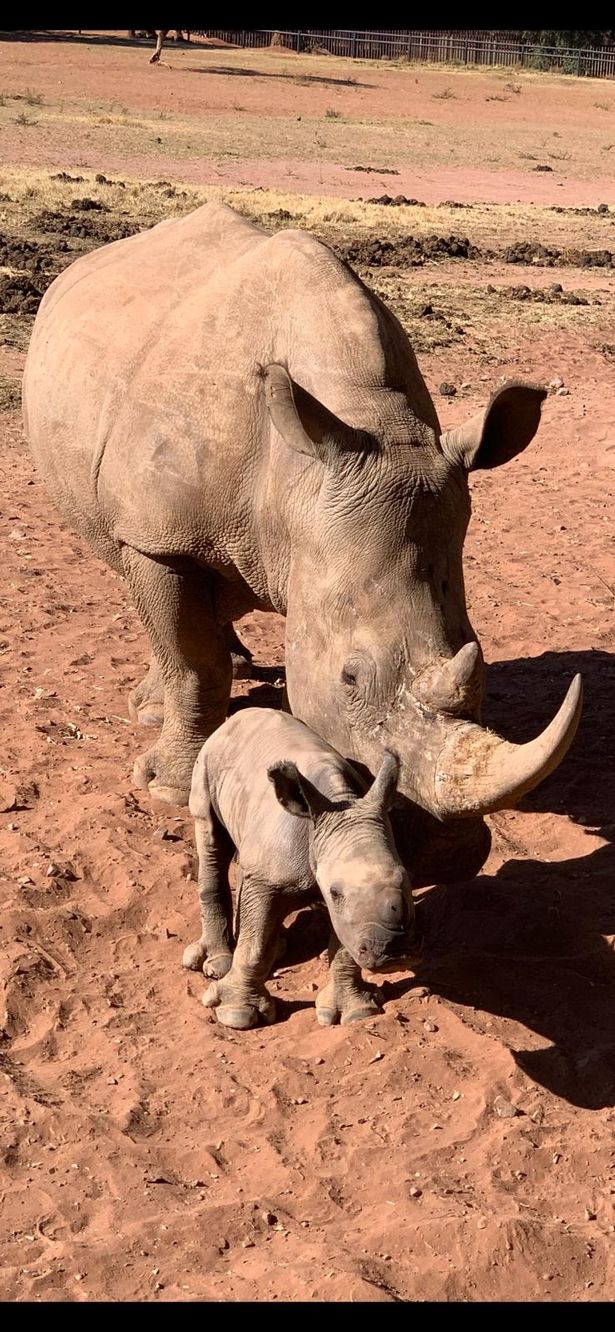 'I swapped my supercars to help save rhinos - and I've never been happier'