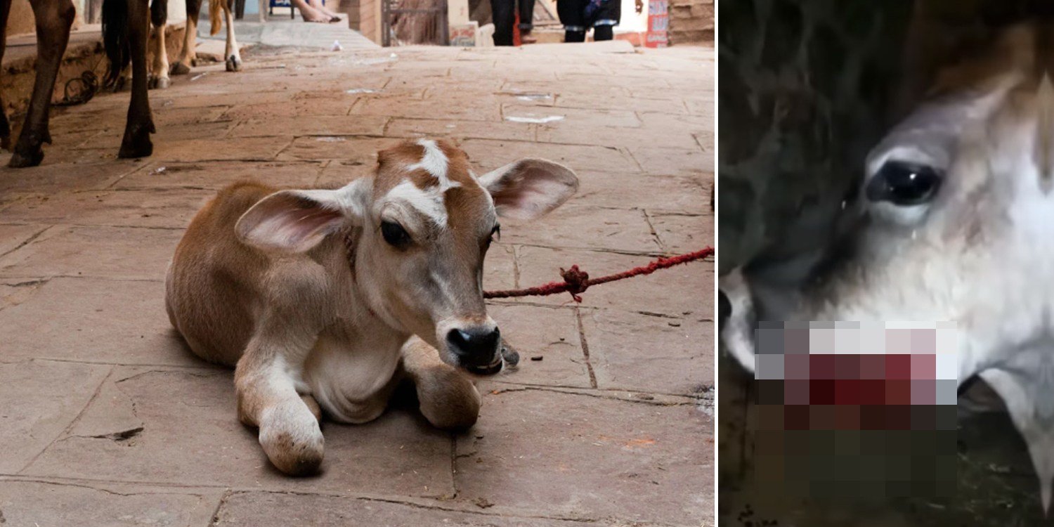 Pregnant cow sustains jaw injuries from firecrackers, miraculously gives birth to calf