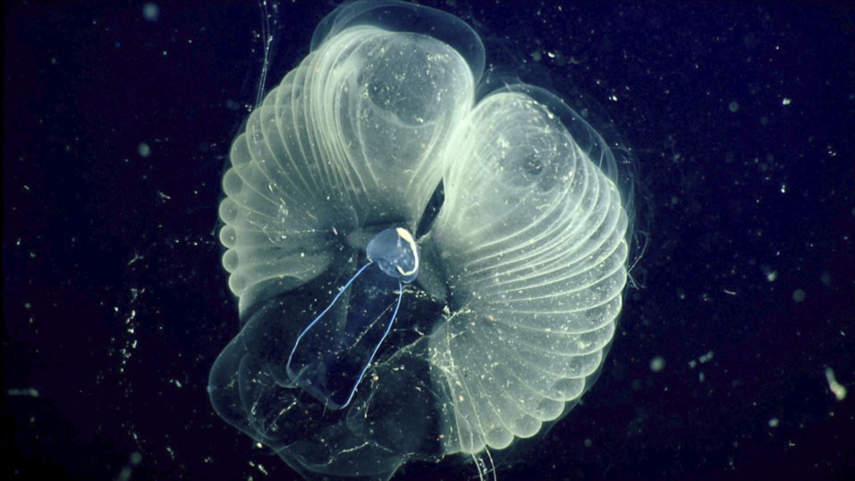 Scientists Study Sea Creature Which Makes a Home of Body Fluid