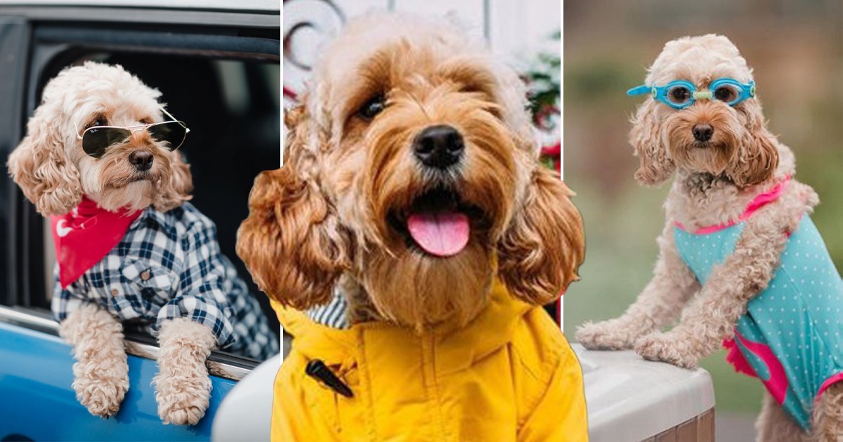 Adorable dog who models for big brands has become an Instagram sensation