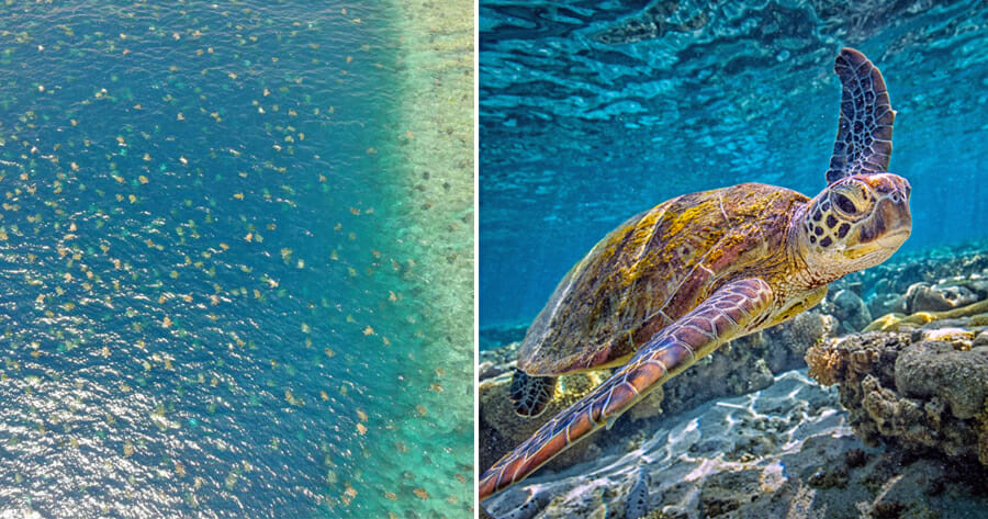 Drone Captures Beautiful Sight of 64,000 Endangered Green Turtles Heading to Australian Island