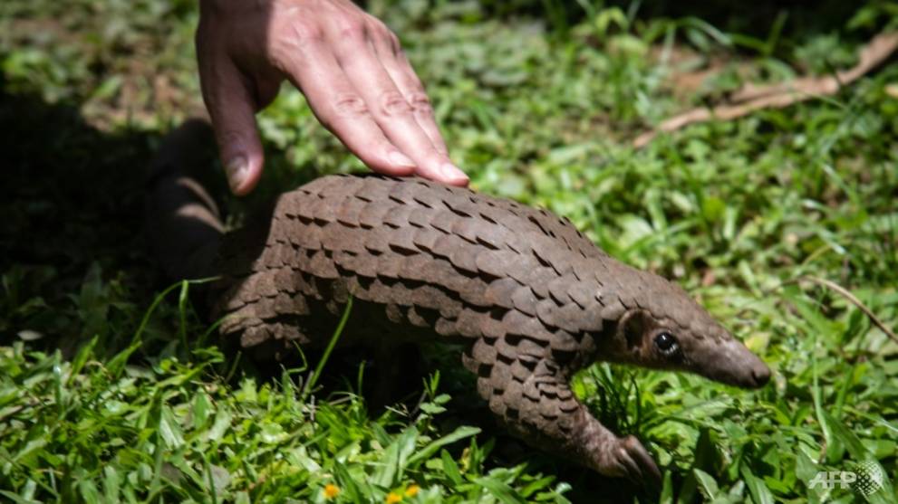 Wildlife activists welcome China's new pangolin protections