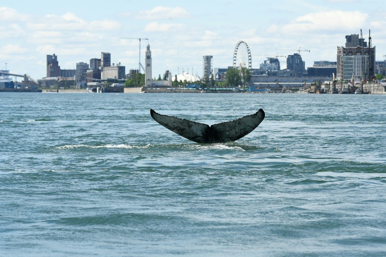Whale that won Canadian hearts believed to be dead
