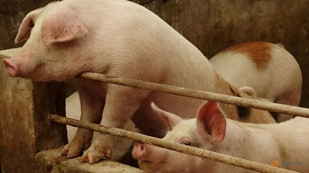 China says clinical trials show African swine fever vaccine safe so far