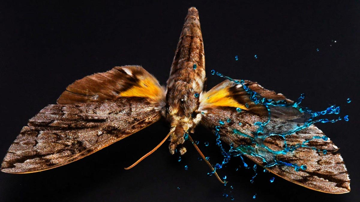 Incredible High-Speed Video Shows How Armor on Butterfly Wings Protects Against Heavy Rain