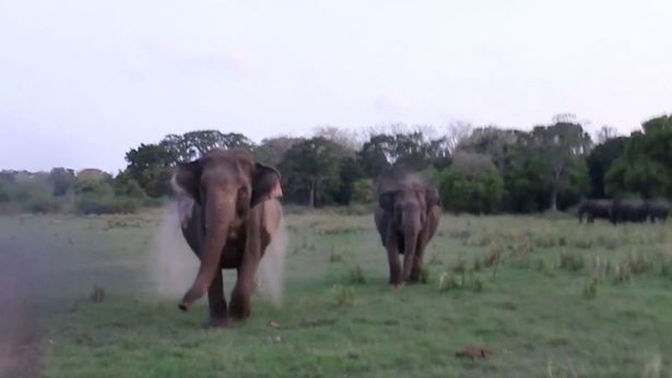 Two wild elephants filmed charging at safari jeep as terrified tourists flee