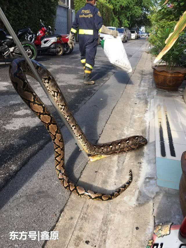 泰国男家中上厕所发现有蟒蛇，当场吓坏报警求助！