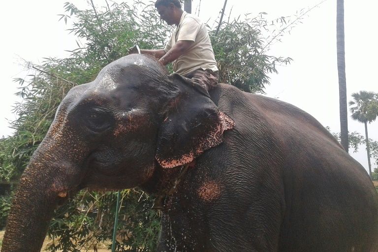 Truncated will: India landowner bequeaths land to elephants