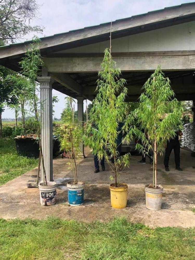 大麻竹子傻傻分不清楚！？男子住家种大麻树遭逮捕辩称：我以为种的是竹子！