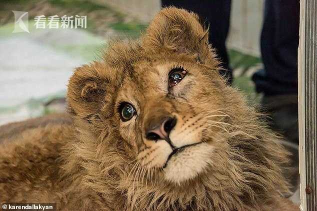 小狮子被故意打断腿以防逃跑 普京亲自下令调查