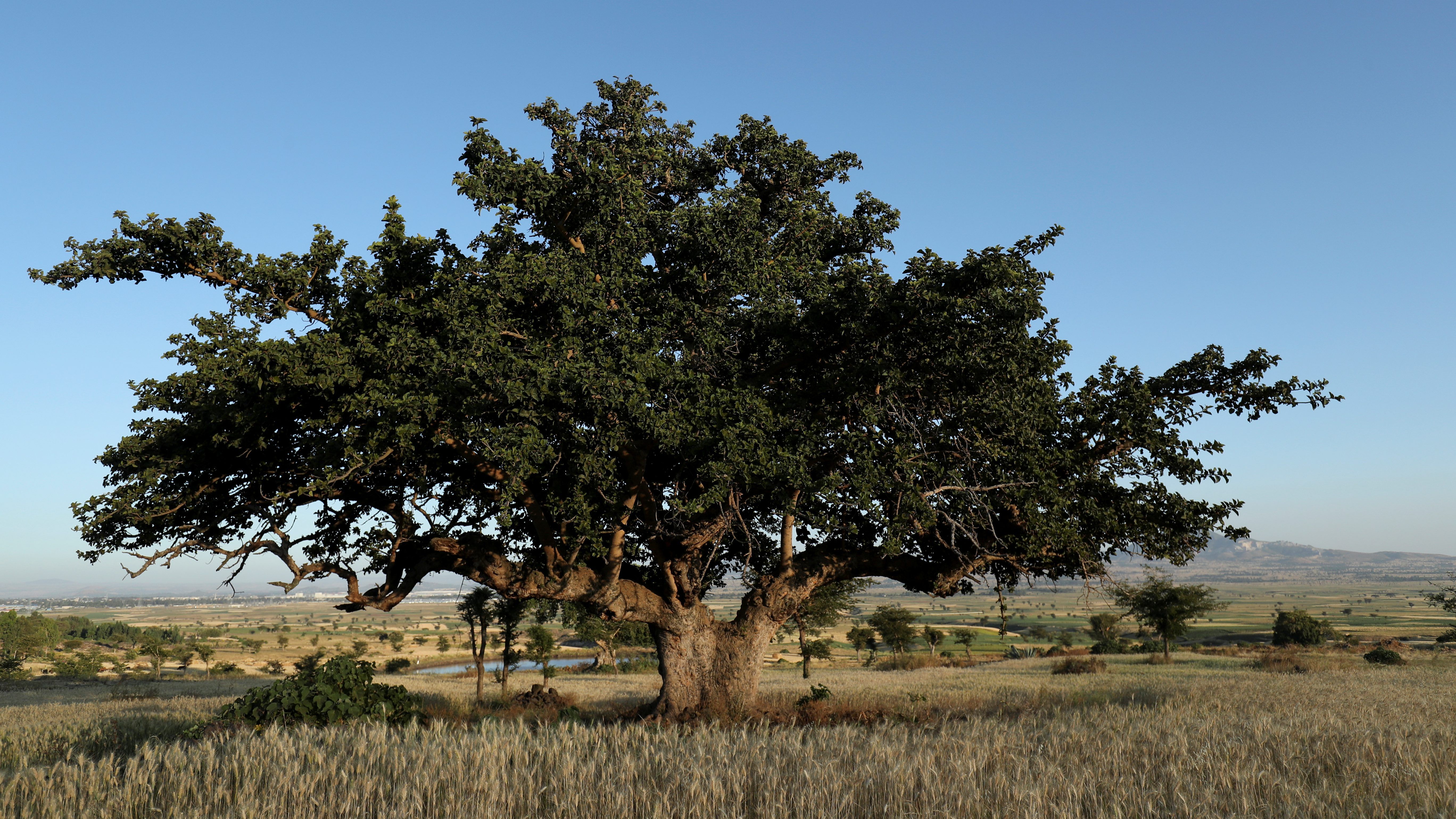 Ethiopia will plant 5 billion trees this year to tackle climate change, but it comes at a steep price