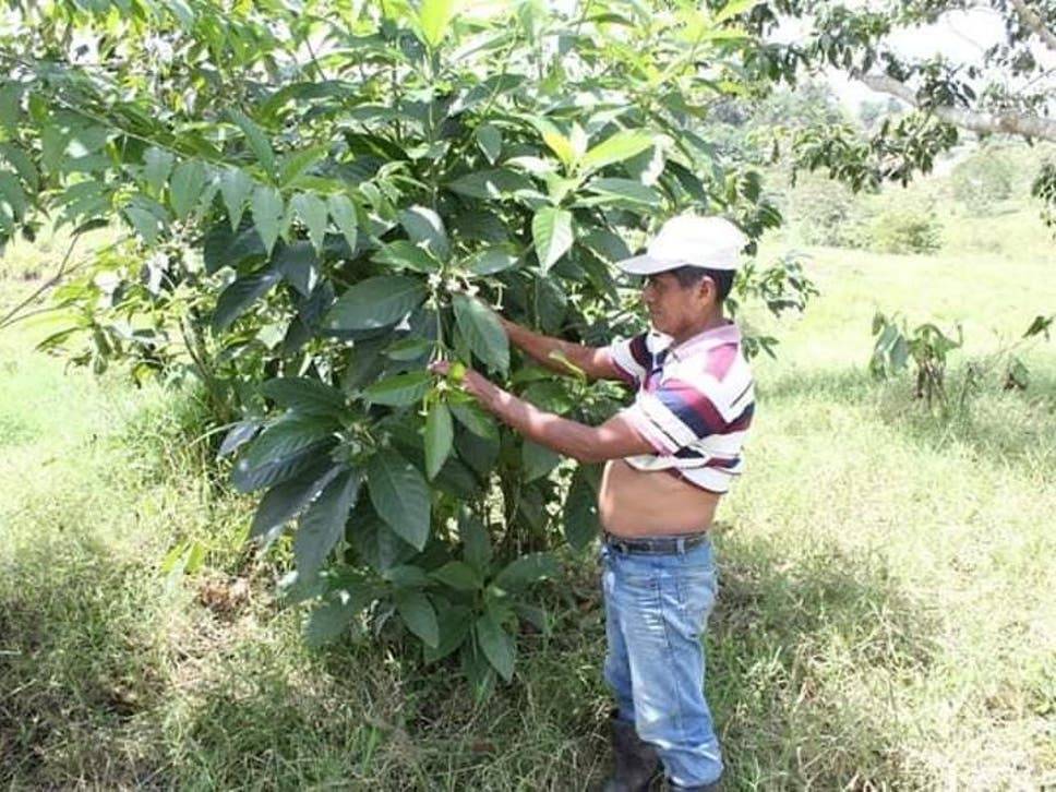 草药学家惨遭村民活活烧死！死前遭录！ 网怒：还拍手？
