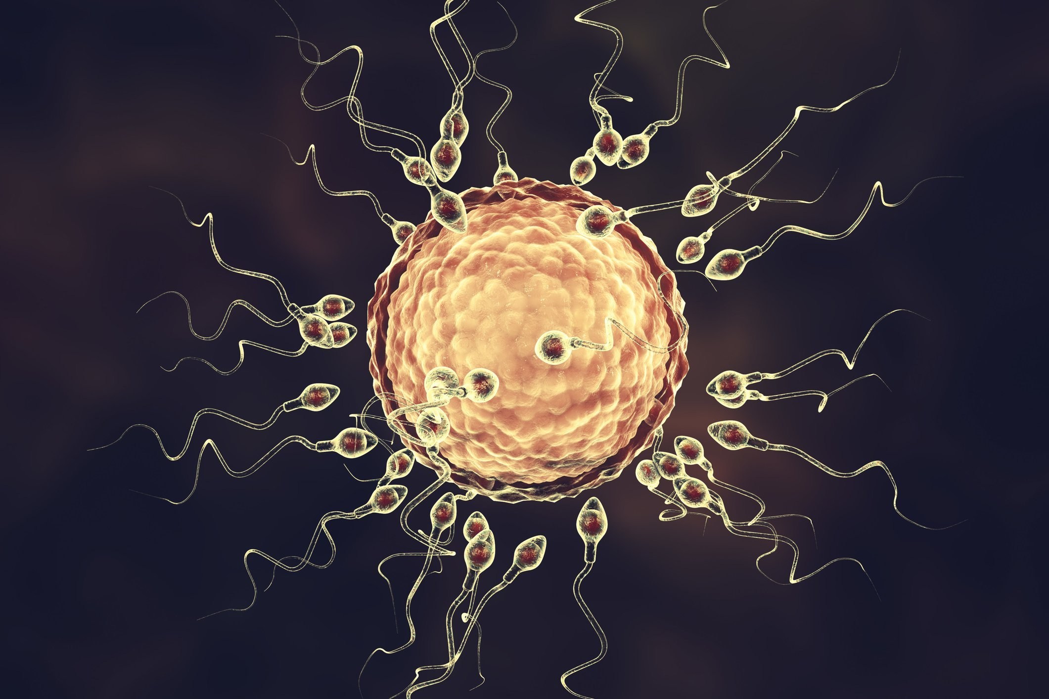 Women’s eggs prefer some men’s sperm over others, research shows