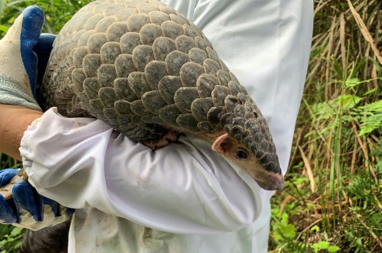 Chinese conservationists battle to save pangolins from poachers