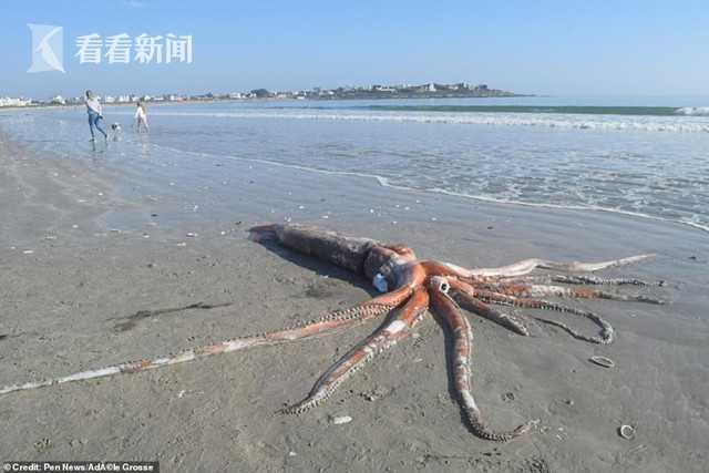 4米长"大王乌贼"曝尸海滩 目击者:深海怪物来了!