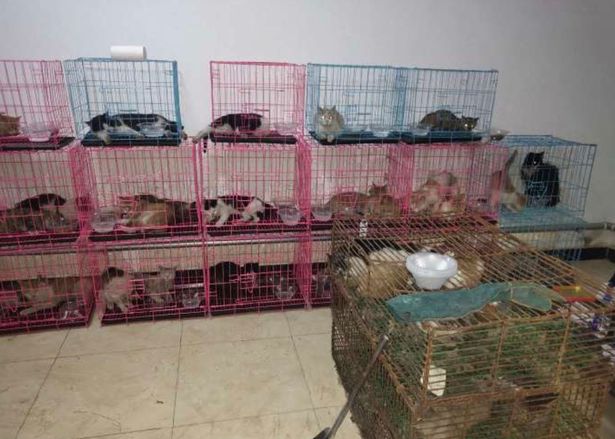 Distressing moment 700 cats crammed into rusty cages 'ready to be served as food'