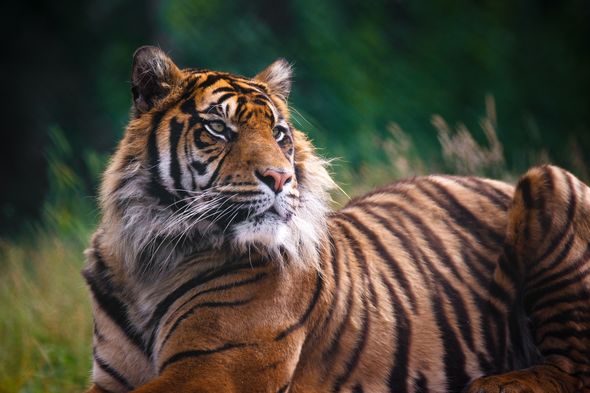 Tiger faces life in cage after brutally killing three on 300-mile rampage