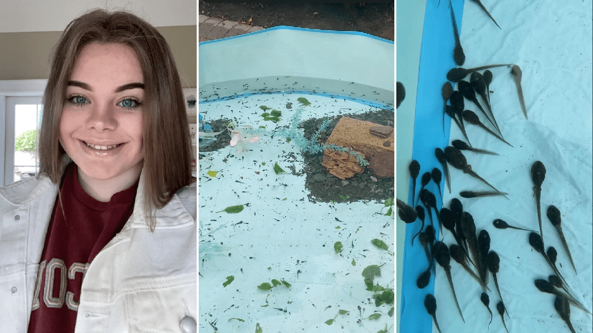 Teenager becomes TikTok star raising thousands of frogs in lockdown