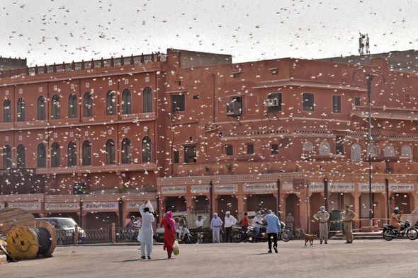 Biblical locust plague: Giant swarm find new corridor in ferocious attack