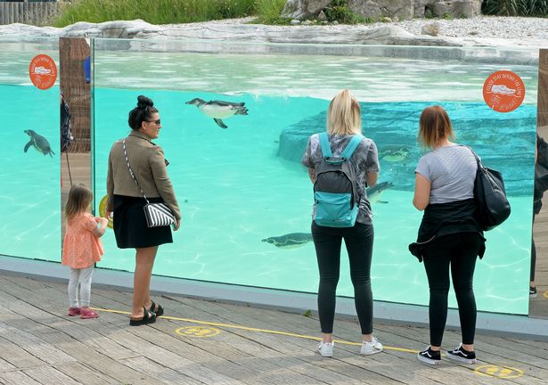 Families flock to zoos as they reopen across UK for first time in three months