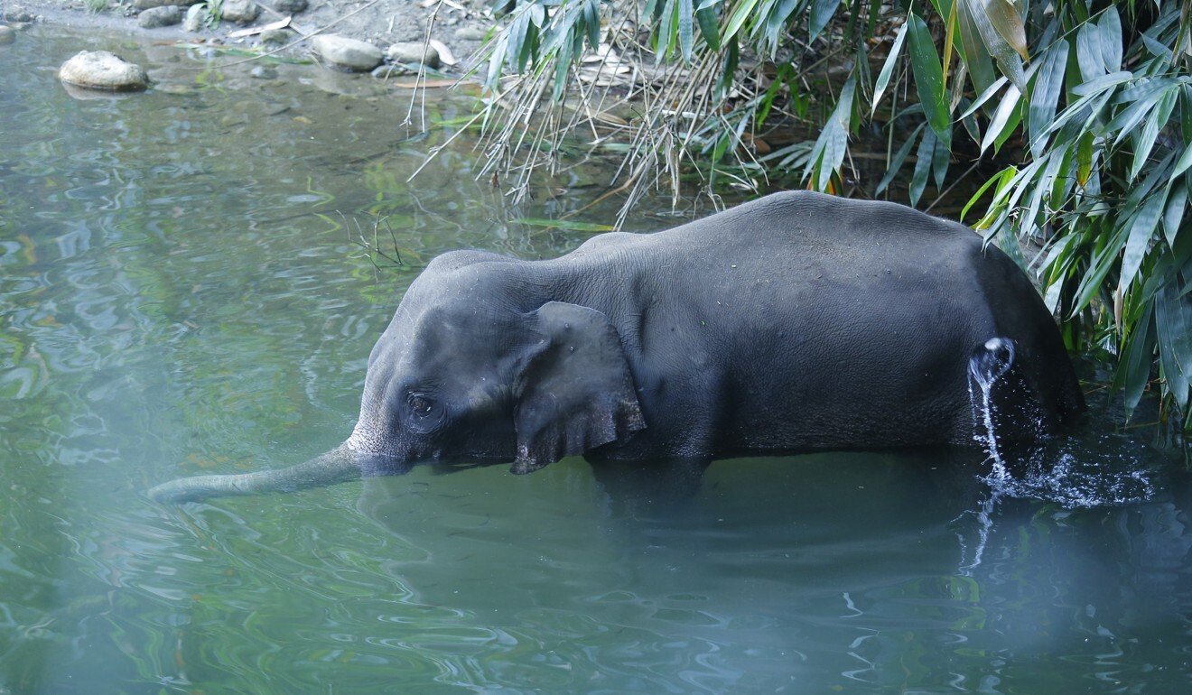 Food bombs, poison, steel-jaw traps: India’s farmer-wildlife war