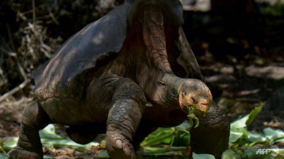 Giant tortoise Diego, a hero to his species, is home