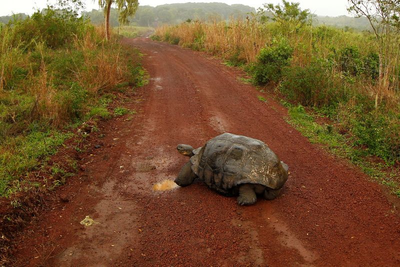 After saving their species, Giant galapagos tortoises head home
