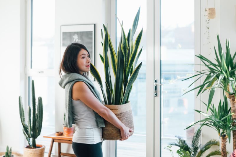 Where to buy plants online in Singapore that suit every budget