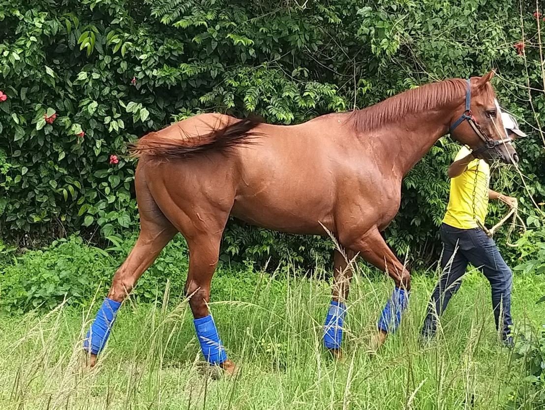 Champion racehorse stolen and butchered for its meat in Venezuela