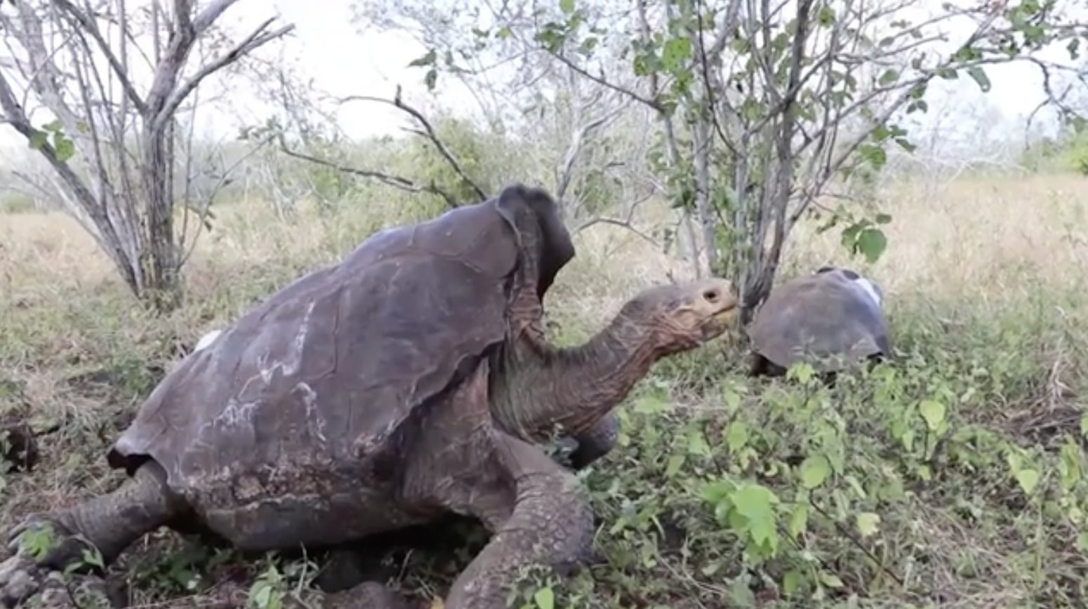 Diego the 100-year-old tortoise who saved species by fathering 800 babies retires