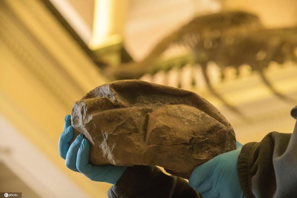 智利专家南极洲发现恐龙蛋化石 距今6600年