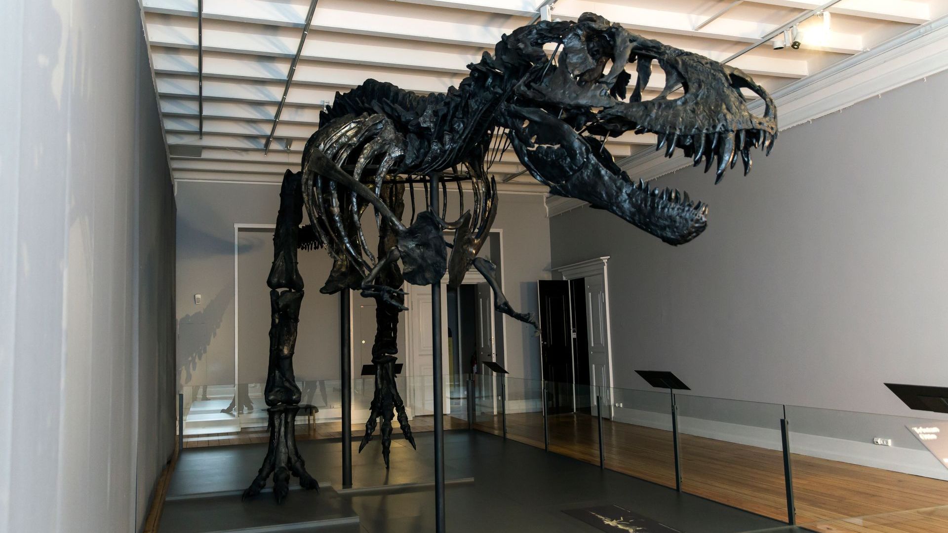 Evidence of Huge Carnivorous Dinosaur Found in Australia