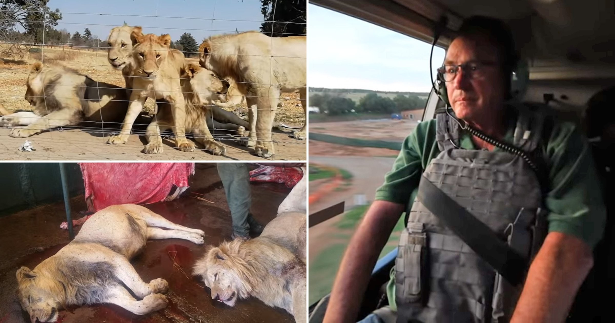 Lions bred in South Africa for their bones to be used in Far East for traditional medicine
