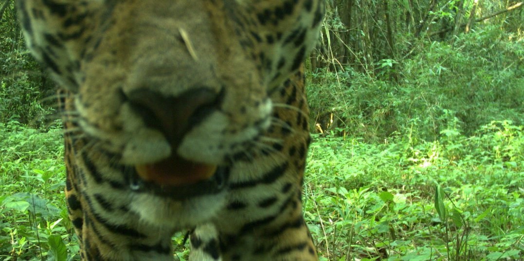 Jaguar numbers have doubled in South America, study suggests