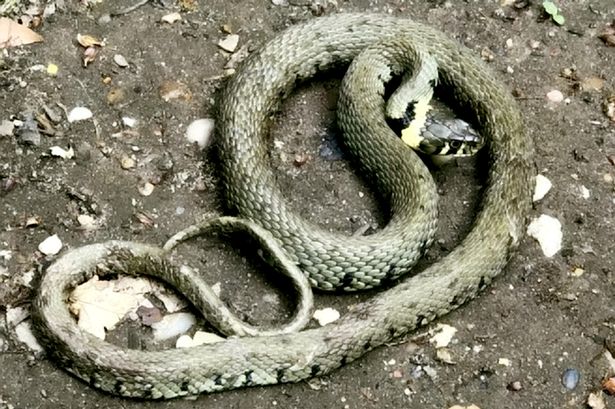 Dogwalker stunned as 3ft snake falls from the sky after being dropped by crow