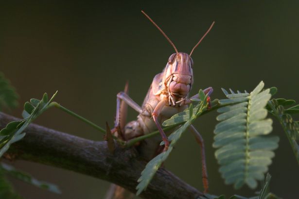 India fighting two plagues as locusts devastate food supply as coronavirus surges