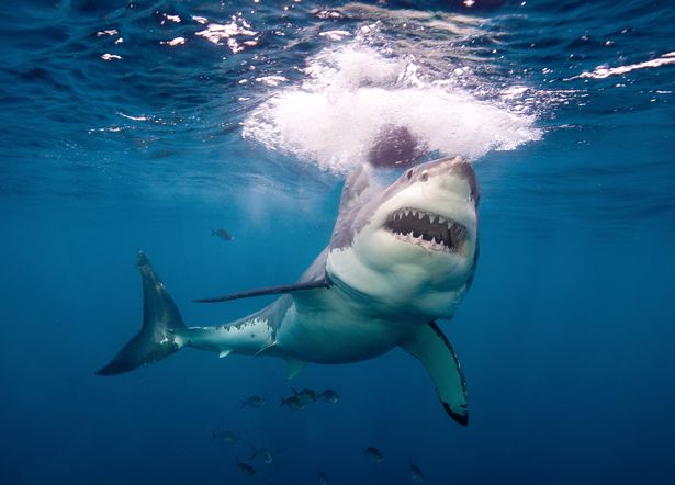Shark leaps from sea to tear chunk out of paraglider's foot in Red Sea