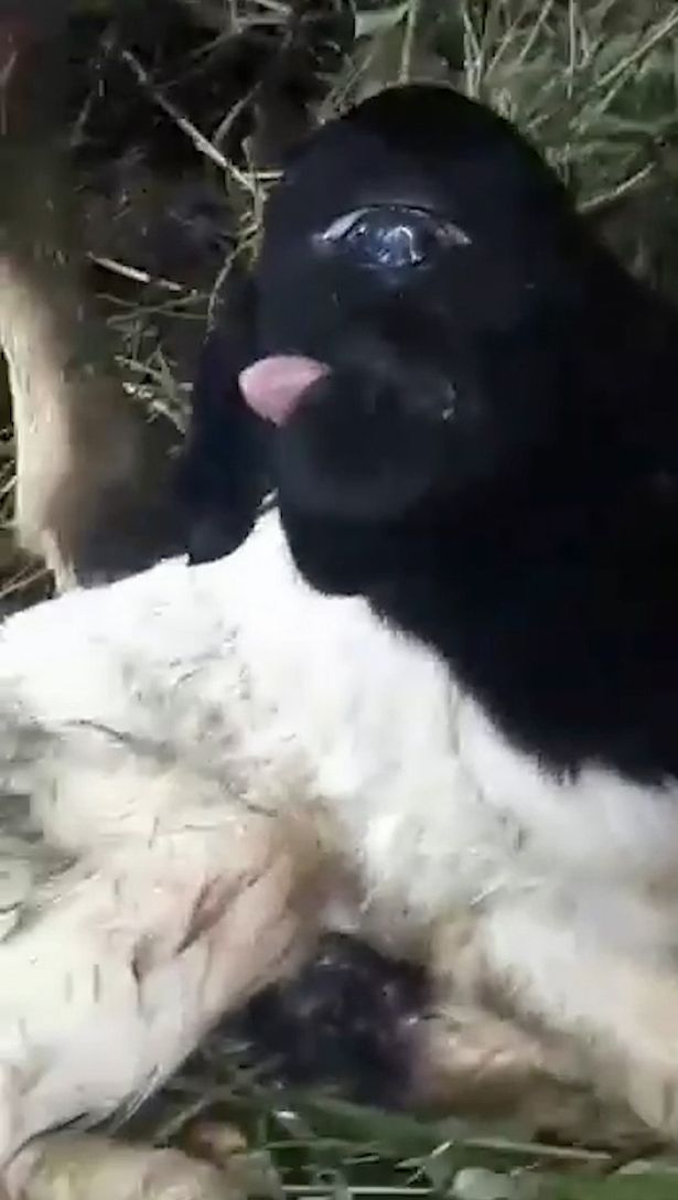 Farmer baffled after sheep gave birth to mutant 'cyclops' lamb with one eye