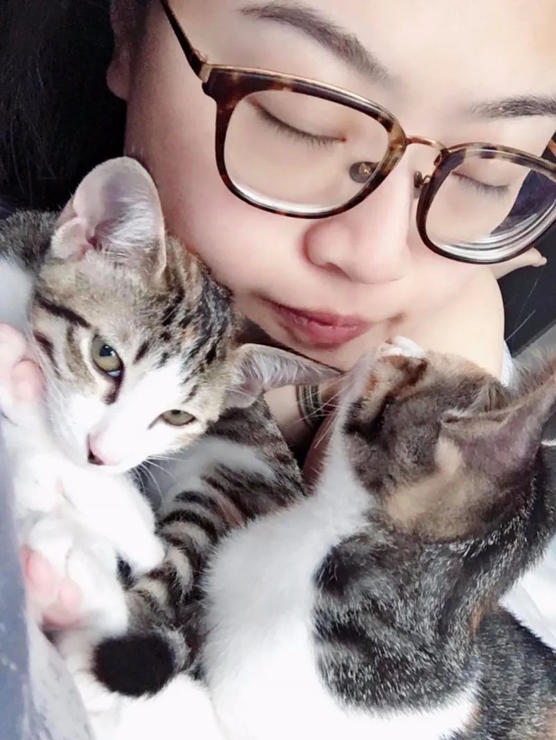 三花母猫绝育后，隔天却露出2颗大“铃铛”，网友都惊呆了！大呼太可怕！！