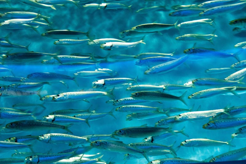 Produce Explained: 14 Common Types of Fish You Should Know – From Salmon to Soon Hock