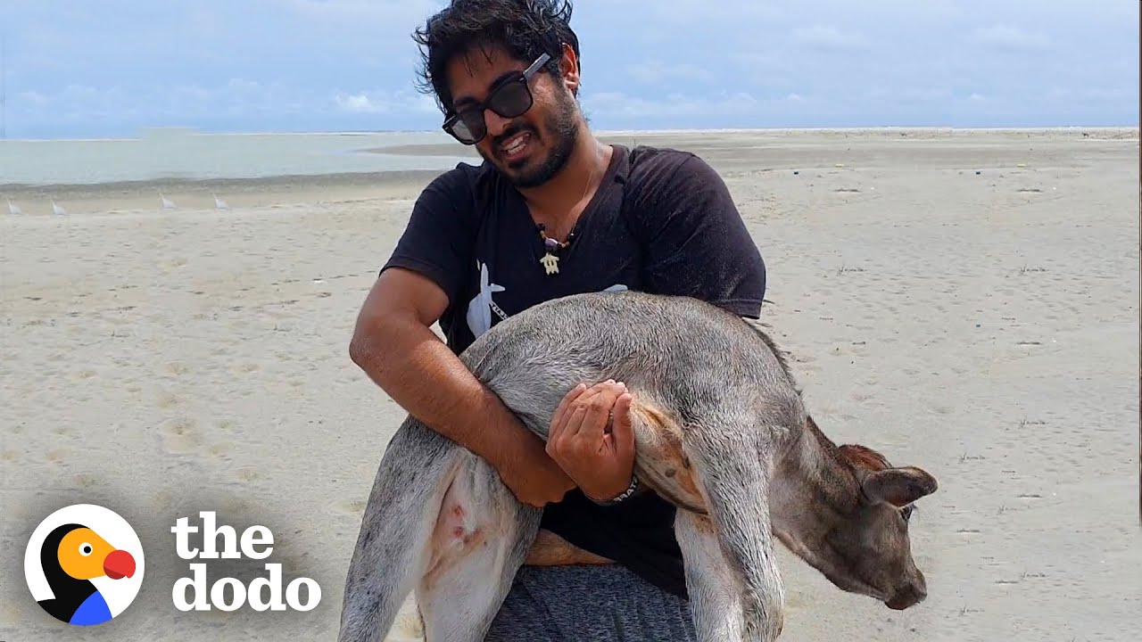 Guys Carry Baby Cow Stranded On Beach Until They Can Find Help | The Dodo